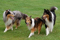 コリー犬の特徴や性格と、そのしつけ方における特徴